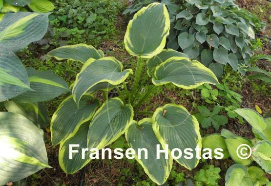 Hosta Royal Tapestry
