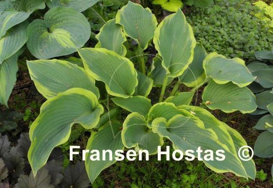 Hosta Royal Tapestry