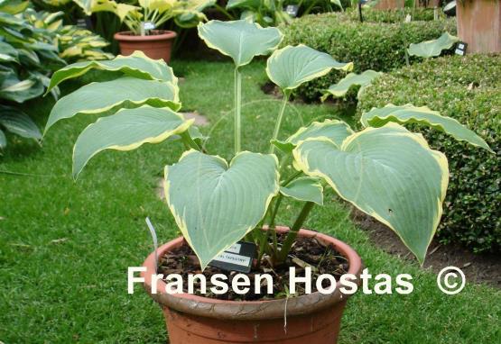 Hosta Royal Tapestry
