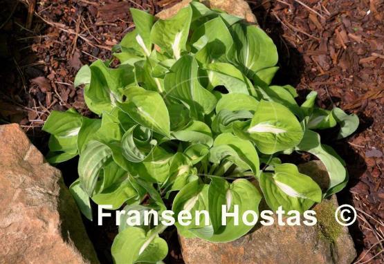 Hosta Royal Tiara
