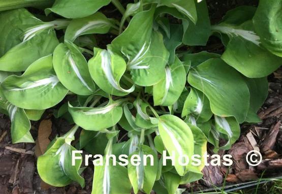 Hosta Royal Tiara