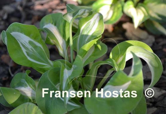 Hosta Royal Tiara
