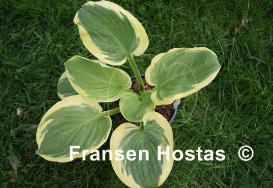 Hosta Royal Wedding
