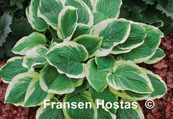 Hosta Royal Wedding