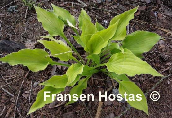 Hosta Royalty