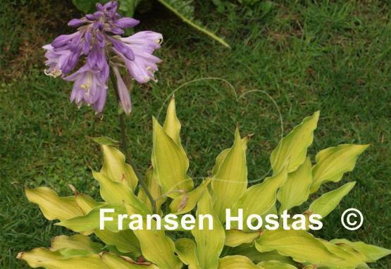 Hosta Royalty