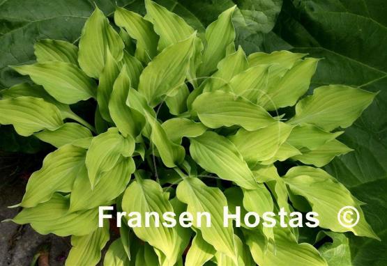 Hosta Royalty