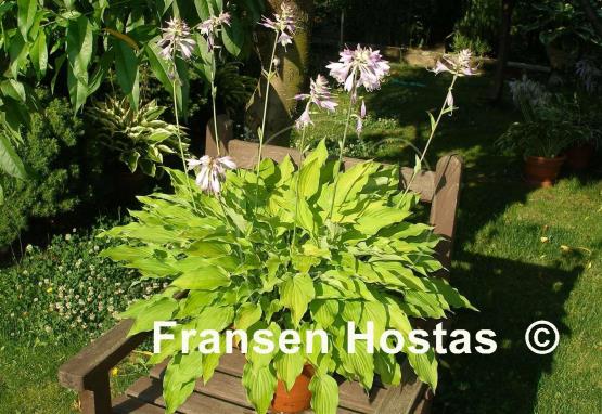 Hosta Royalty