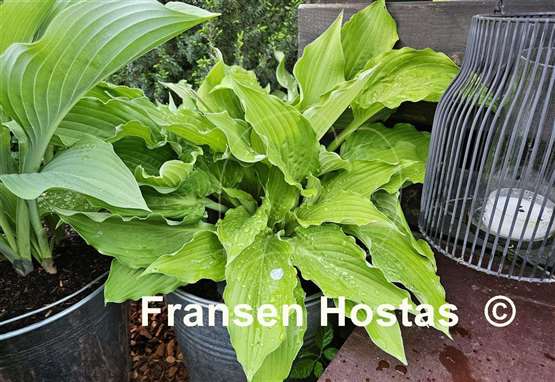Hosta Ruffed Up