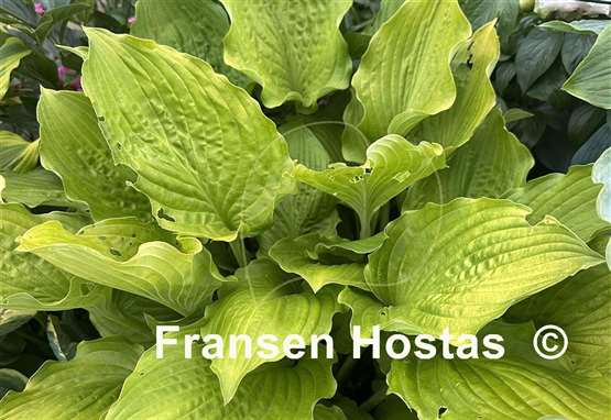 Hosta Ruffed Up