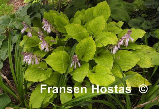 Hosta Ruffed Up