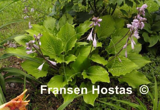 Hosta Ruffed Up
