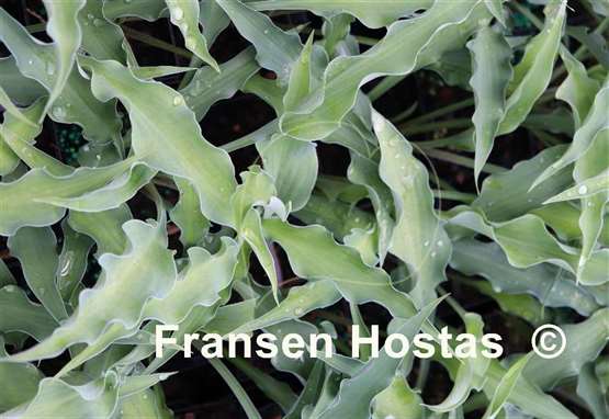 Hosta Ruffle Truffle
