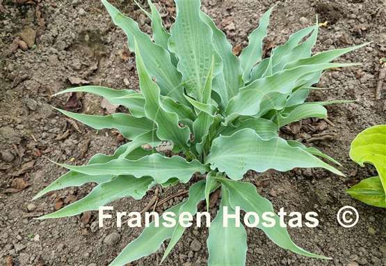 Hosta Ruffle Truffle