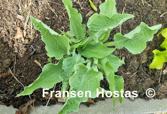 Hosta Ruffle Truffle