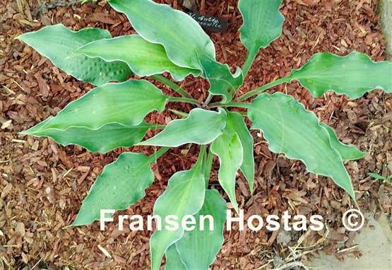 Hosta Ruffle Truffle