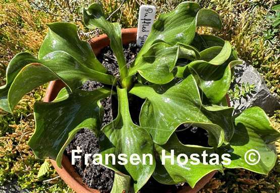 Hosta Ruffled Green Mouse Ears