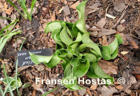 Hosta Ruffled Green Mouse Ears