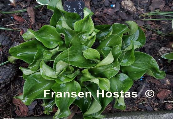 Hosta Ruffled Green Mouse Ears