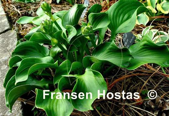Hosta Ruffled Green Mouse Ears