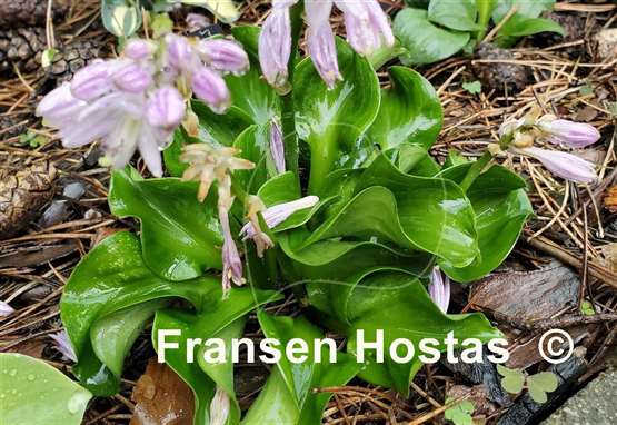Hosta Ruffled Green Mouse Ears