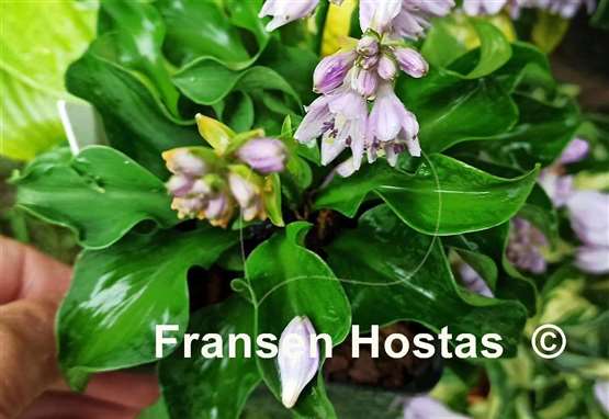 Hosta Ruffled Green Mouse Ears