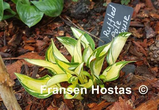 Hosta Ruffled Pole Mouse