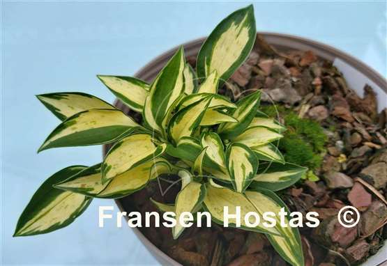 Hosta Ruffled Pole Mouse