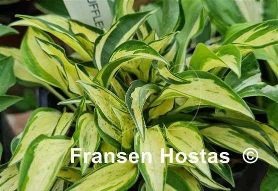 Hosta Ruffled Pole Mouse