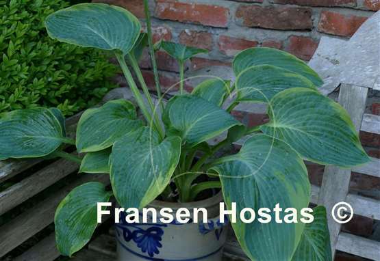 Hosta Russell Lee