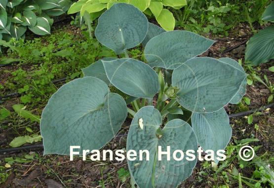 Hosta Ryan's Big One