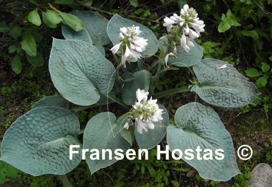 Hosta Ryan's Big One