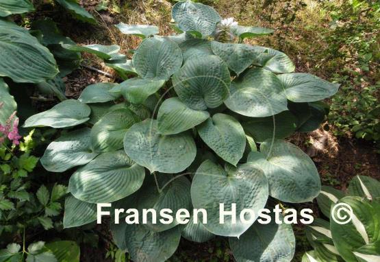 Hosta Ryan's Big One