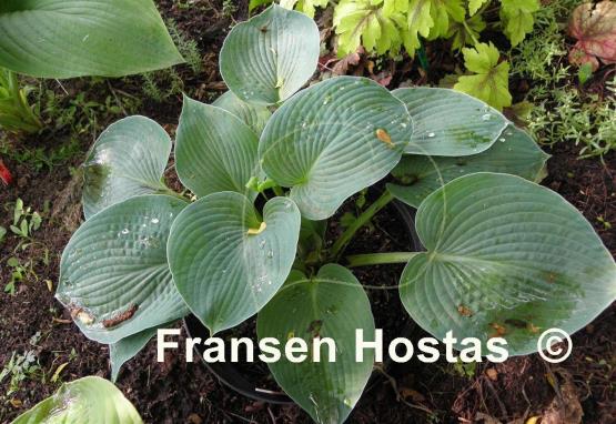 Hosta Ryan's Big One
