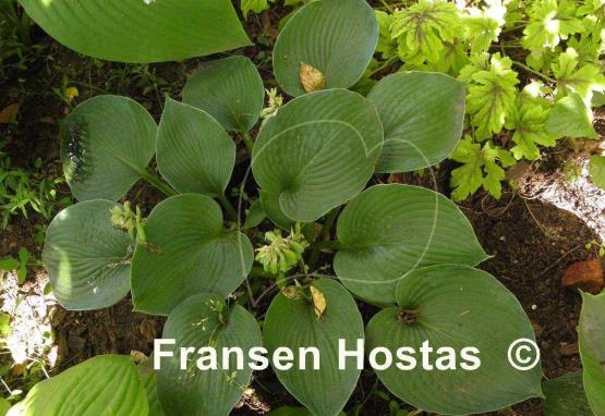 Hosta Ryan's Big One