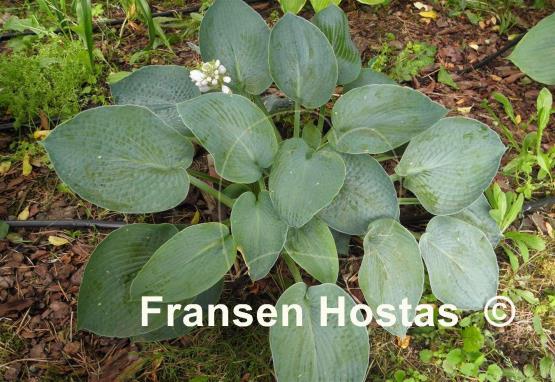 Hosta Ryan's Big One