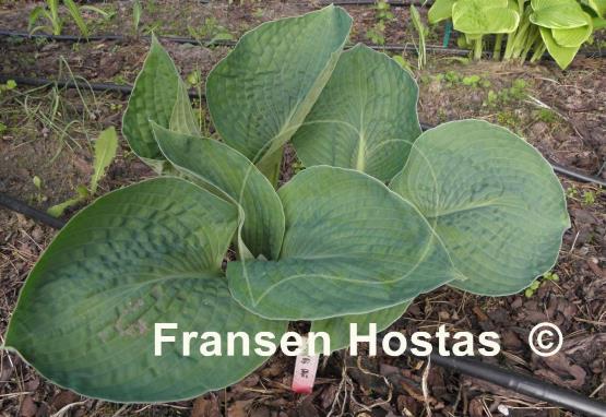Hosta Ryan's Big One