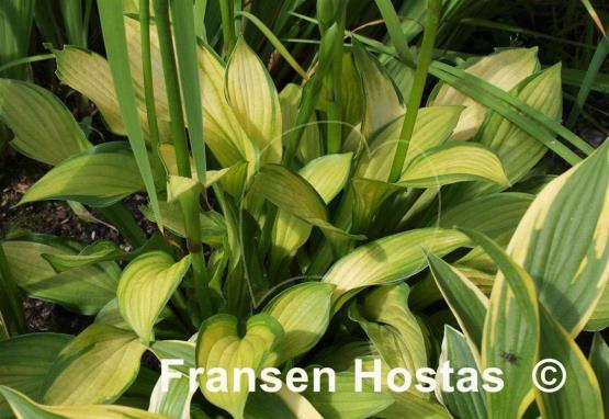 Hosta Aomori Gold Star