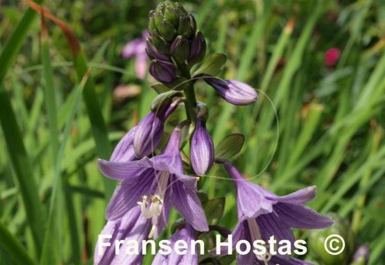 Hosta Aomori Gold Star