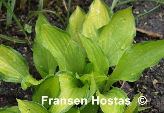 Hosta Aomori Gold Star