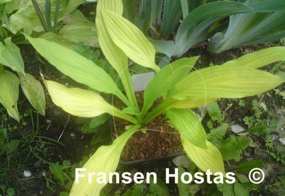 Hosta Aomori Gold
