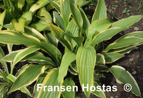 Hosta Aomori Setting Sun