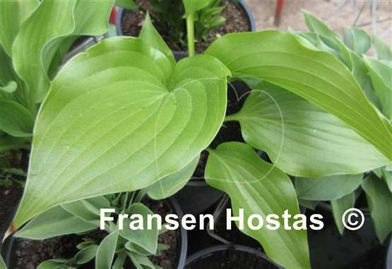 Hosta rupifraga 'Tetra'