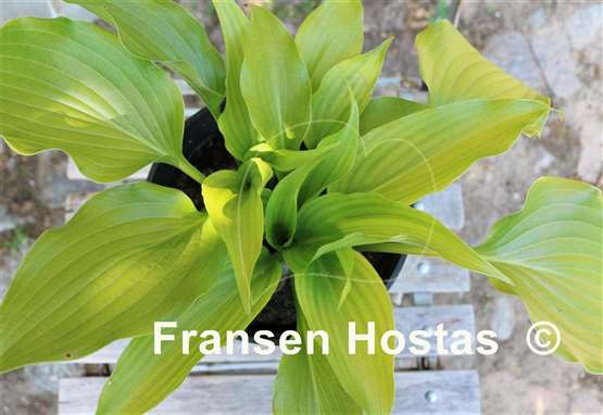 Hosta rupifraga 'Tetra'