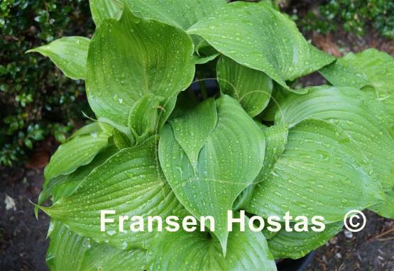 Hosta rupifraga 'Tetra'