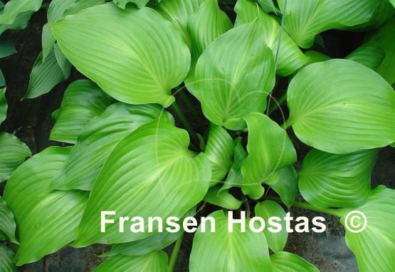 Hosta rupifraga 'Tetra'