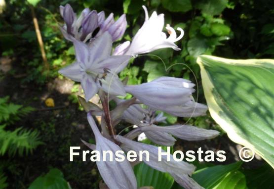Hosta rupifraga