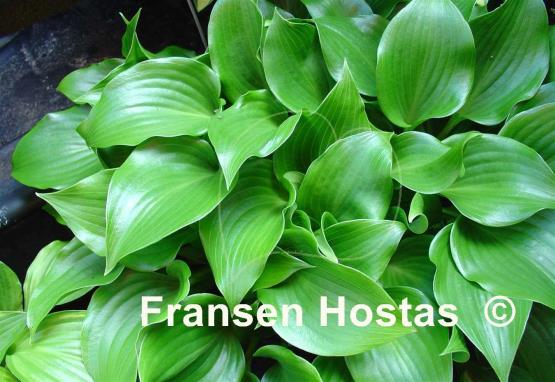 Hosta rupifraga