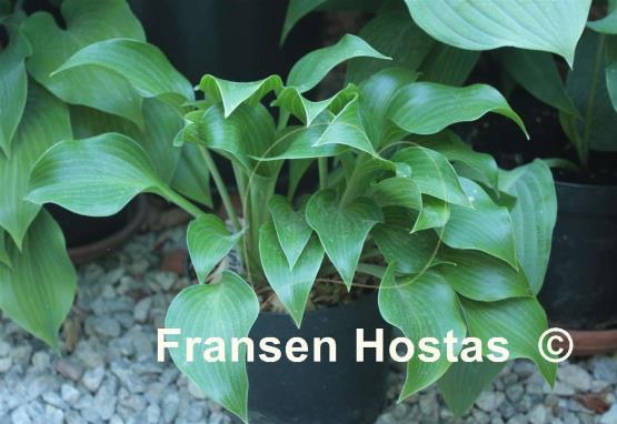 Hosta rupifraga
