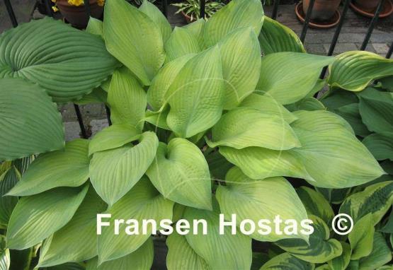 Hosta Rascal